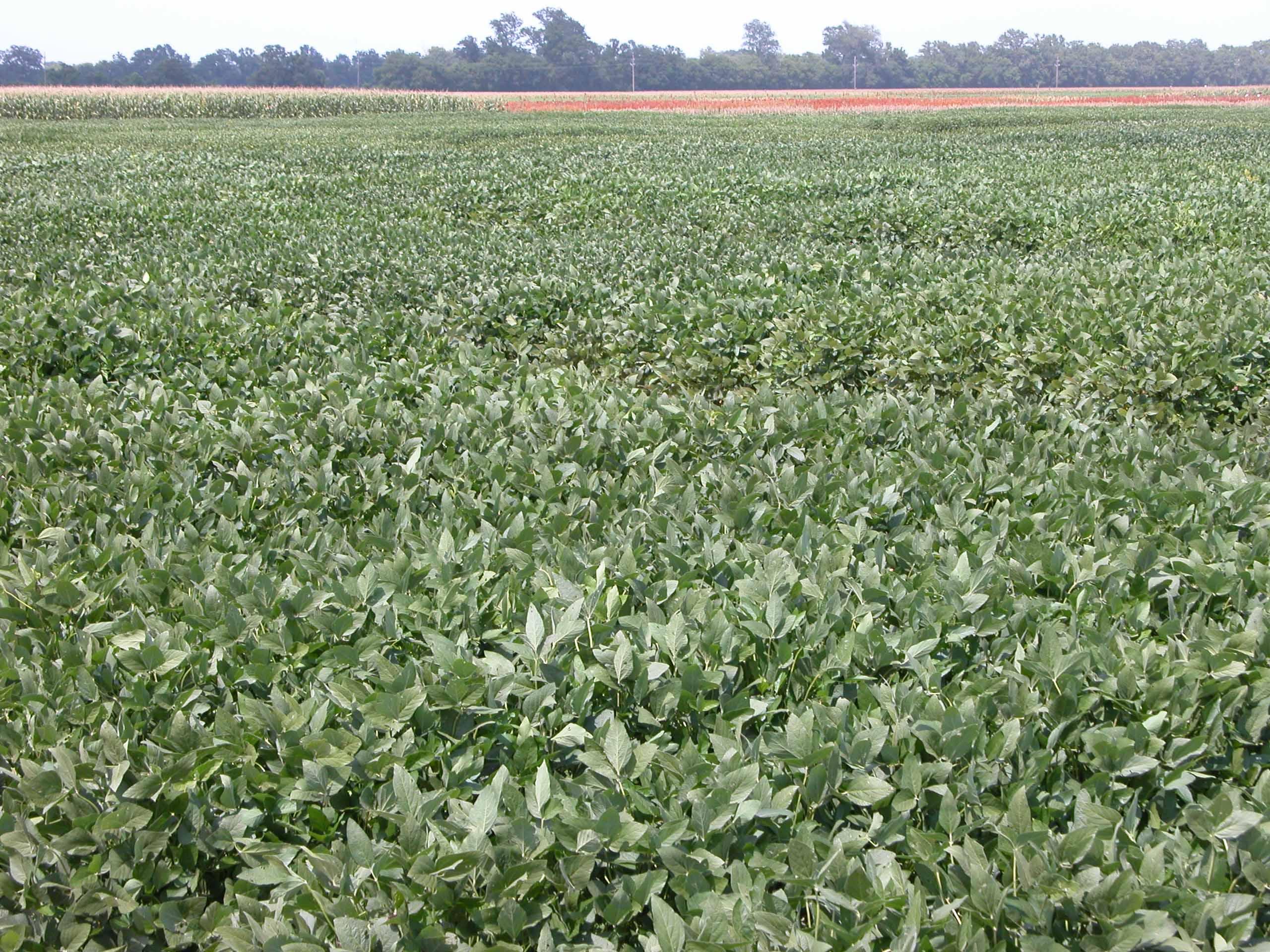 LSU AgCenter eyes land leases on research stations